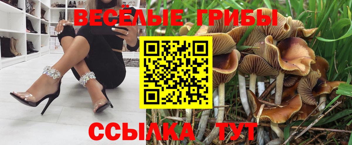 Галлюциногенные грибы GOLDEN TEACHER  где найти наркотики  Саратов  Вход с VPN  Галлюциногенные грибы GOLDEN TEACHER 